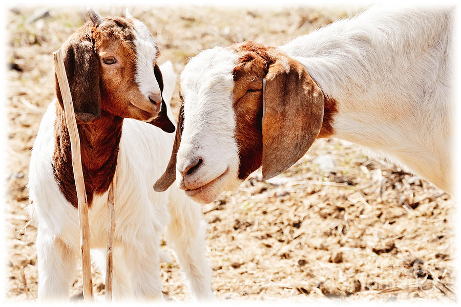 Animal Photograph - Affection by Cheryl Baxter
