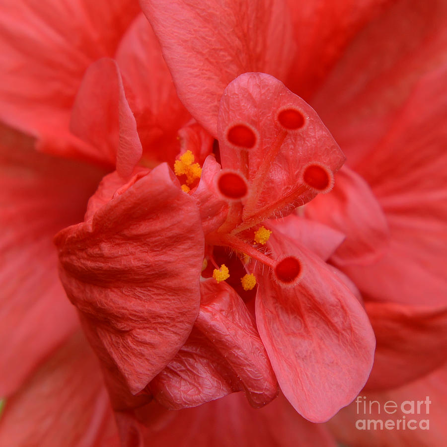 Red Hibiscus Photograph by Olga Hamilton