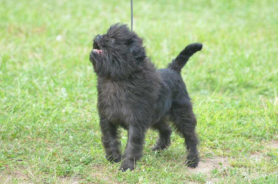 are affenpinscher puppies lazy