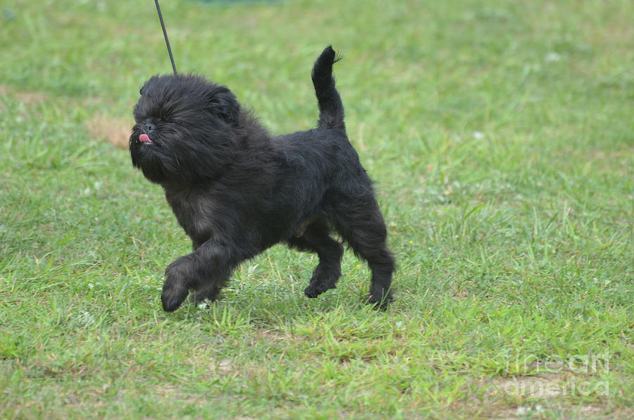 Affenpinscher Strutting His Stuff Photograph by DejaVu Designs - Fine ...