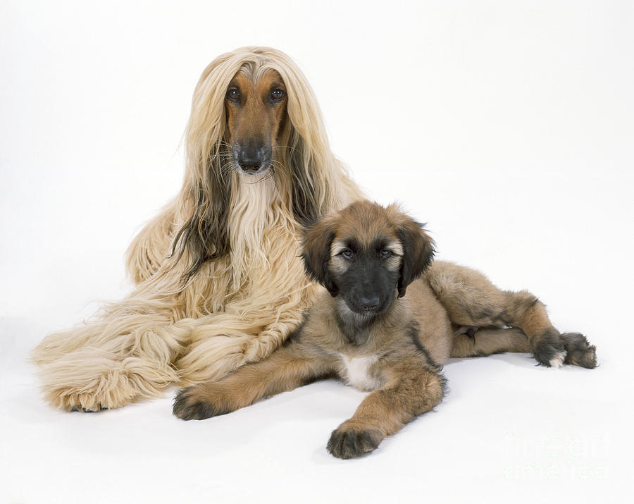 Afghan Hound And Puppy Dog Photograph by John Daniels