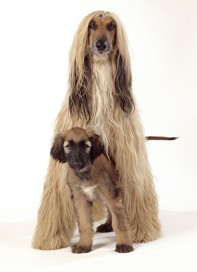Afghan Hound And Puppy Photograph by John Daniels