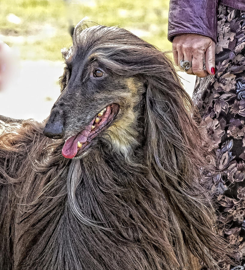 Afghan Hound Photograph by Constantine Gregory