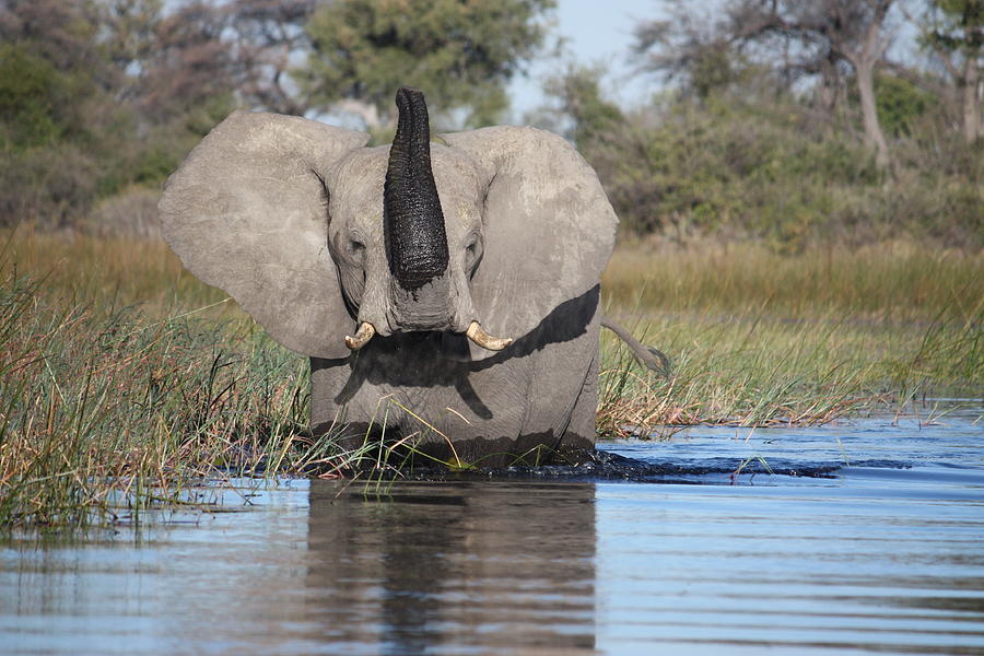 Africa - Elephant Photograph by Joey Blackstone - Fine Art America