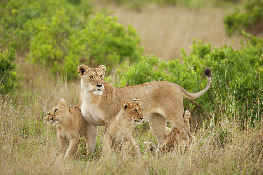 Africa, Kenya, Upper Masai Mara Game Photograph by Joe and Mary Ann ...