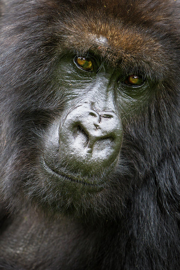 Volcanoes National Park Photograph - Africa Rwanda Female Mountain Gorilla by Ralph H. Bendjebar