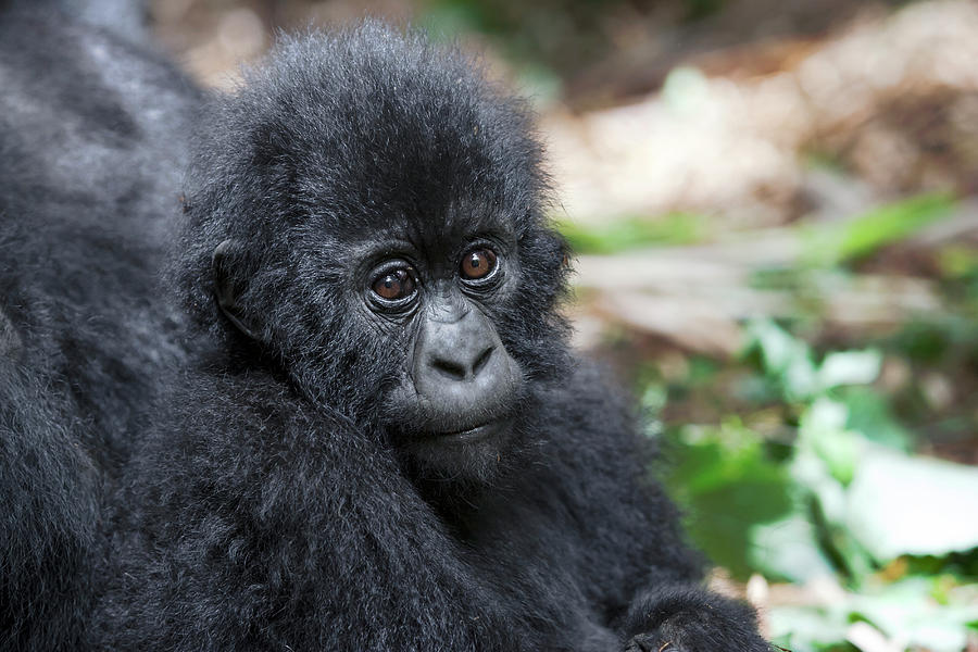 Africa, Rwanda, Volcanoes National Park Photograph by Ellen Goff - Fine ...