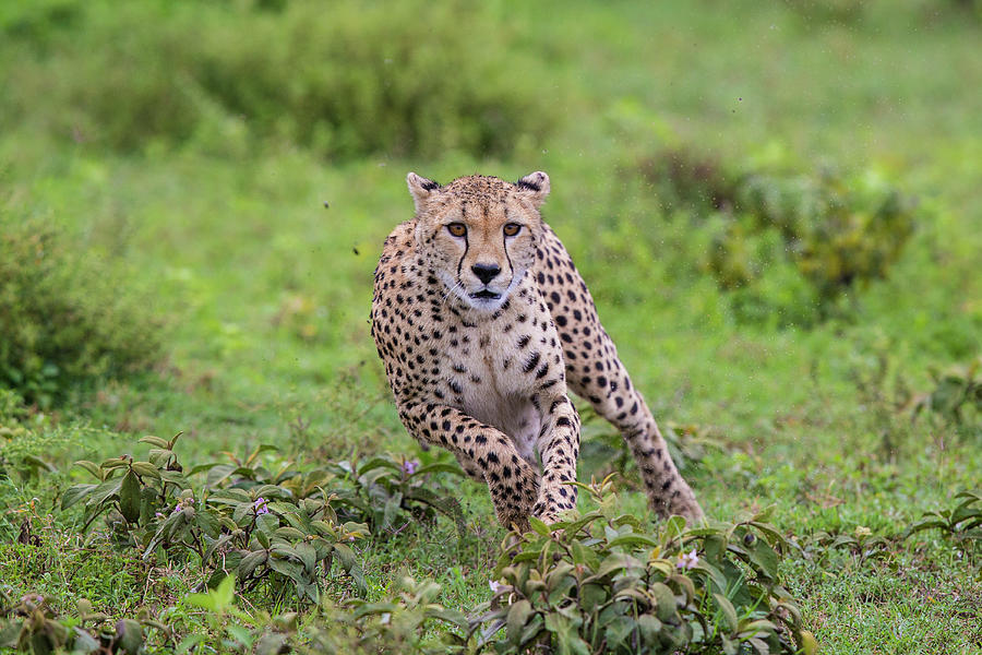 Serengeti National Park Photograph - Africa Tanzania Cheetah (acinonyx by Ralph H. Bendjebar