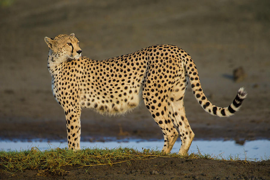Africa Tanzania Cheetah At Ndutu Photograph by Ralph H. Bendjebar | Fine  Art America