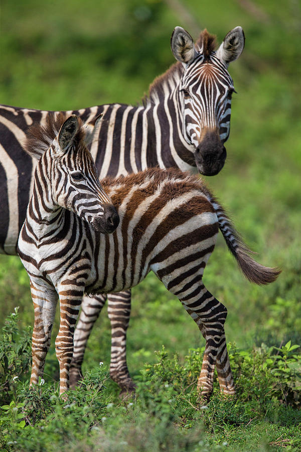 Africa Tanzania Female Zebra With Colt Photograph by Ralph H. Bendjebar