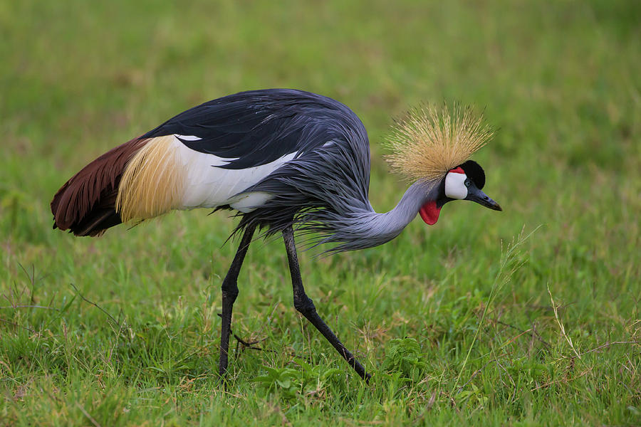 Africa Tanzania Grey Crowned Crane Photograph By Ralph H. Bendjebar 