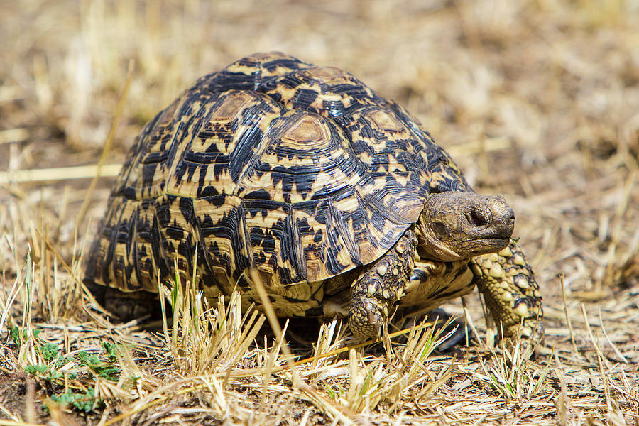 Africa Tanzania Leopard Tortoise Photograph by Ralph H. Bendjebar - Pixels