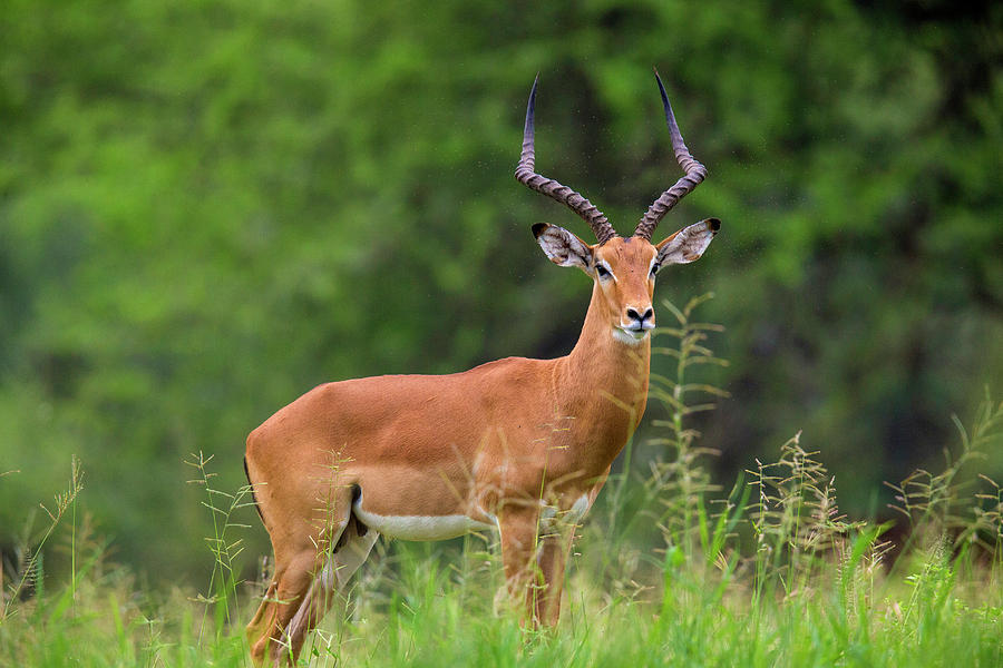 Africa Tanzania Male Impala Serengeti Photograph by Ralph H. Bendjebar ...