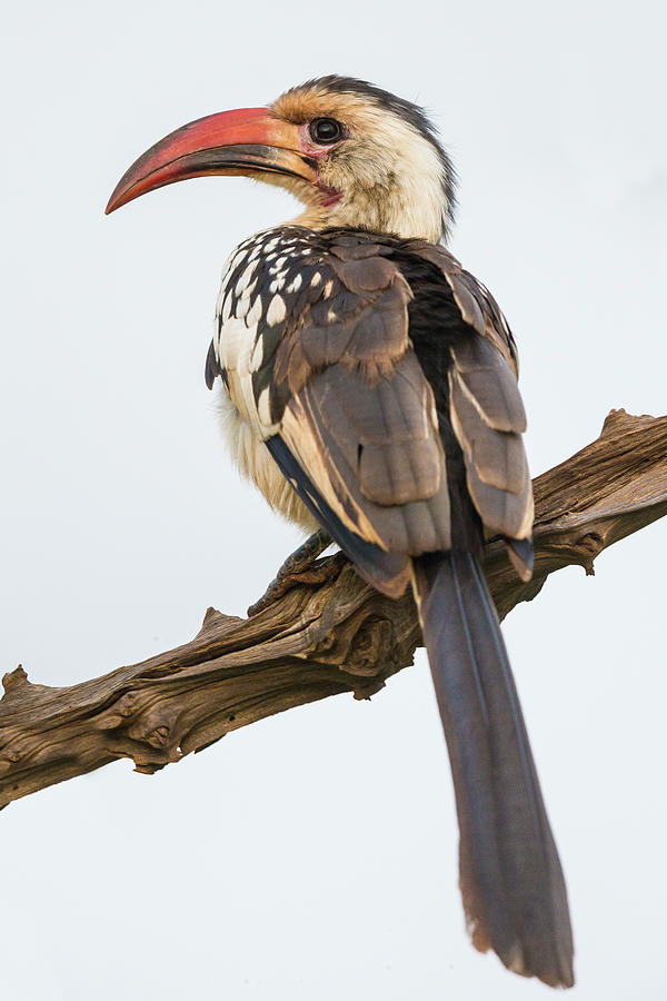 Africa Tanzania Red-billed Hornbill Photograph by Ralph H. Bendjebar ...