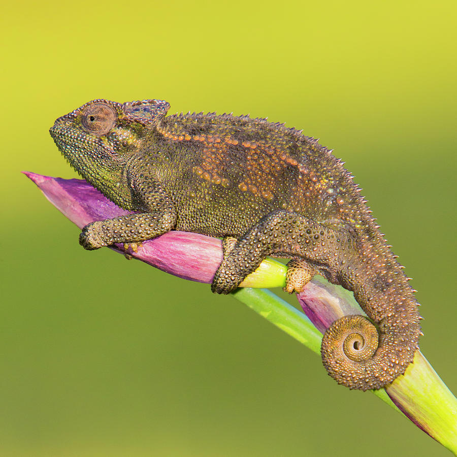 Africa Tanzania Rough Chameleon Photograph by Ralph H. Bendjebar | Fine ...