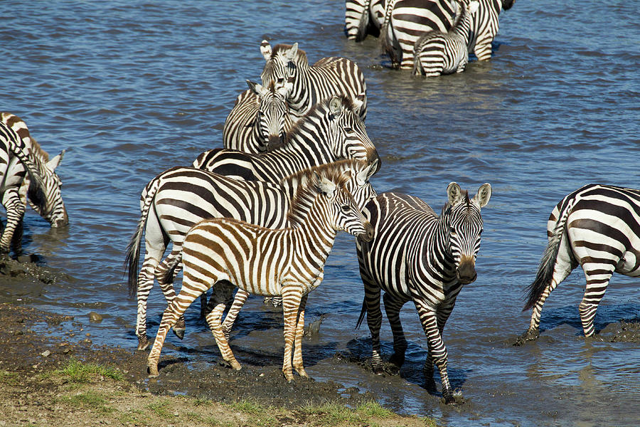 Africa, Tanzania, Serengeti National Photograph by Joe and Mary Ann Mcdonald