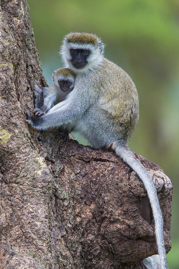 Africa Tanzania Vervet Monkey Female Photograph by Ralph H. Bendjebar