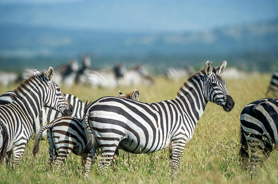 Zebra Photograph - Africa, Tanzania, Zebras by Lee Klopfer