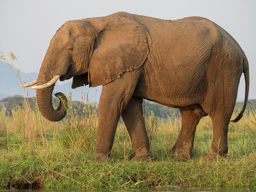 Africa Zambia Side View Of Elephant Photograph By Jaynes Gallery