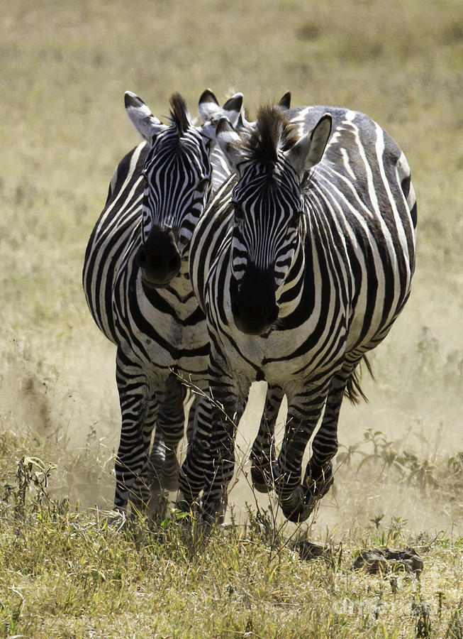 Africa Zebras Running Photograph by Chris Scroggins