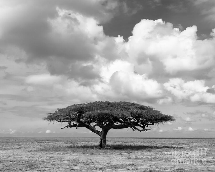 African Acacia Tree Photograph by Chris Scroggins
