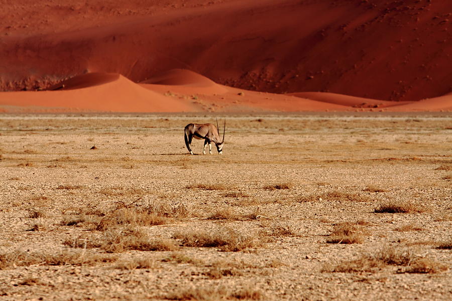 African Antelope - Namibia Photograph by Aidan Moran