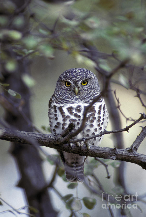African Barred Owlet Photograph by Greg Dimijian