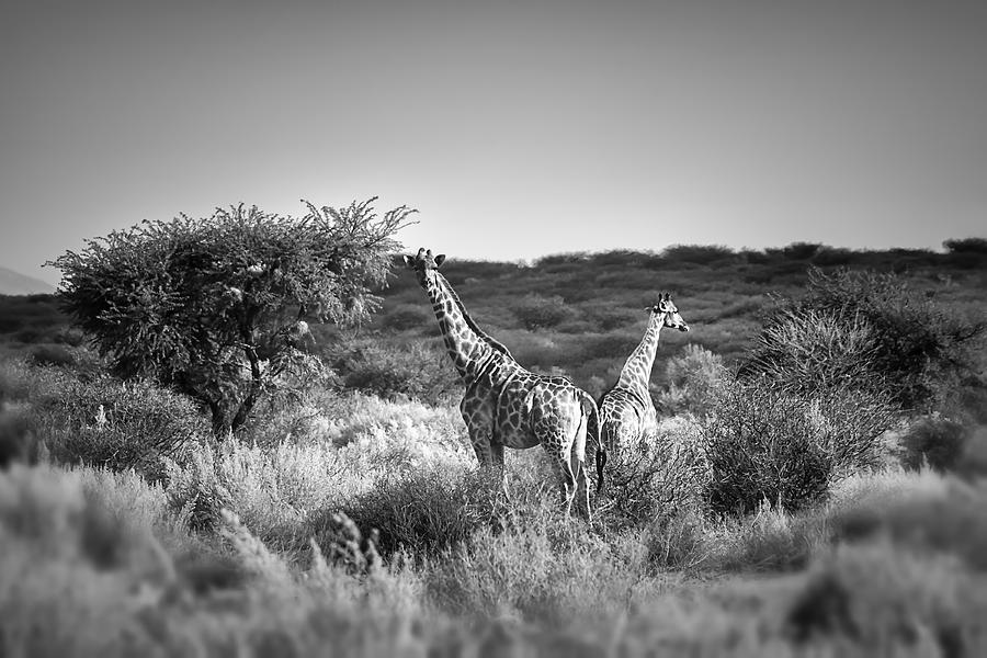Giraffe Photograph - African Beauties - Giraffes  by SharaLee Art