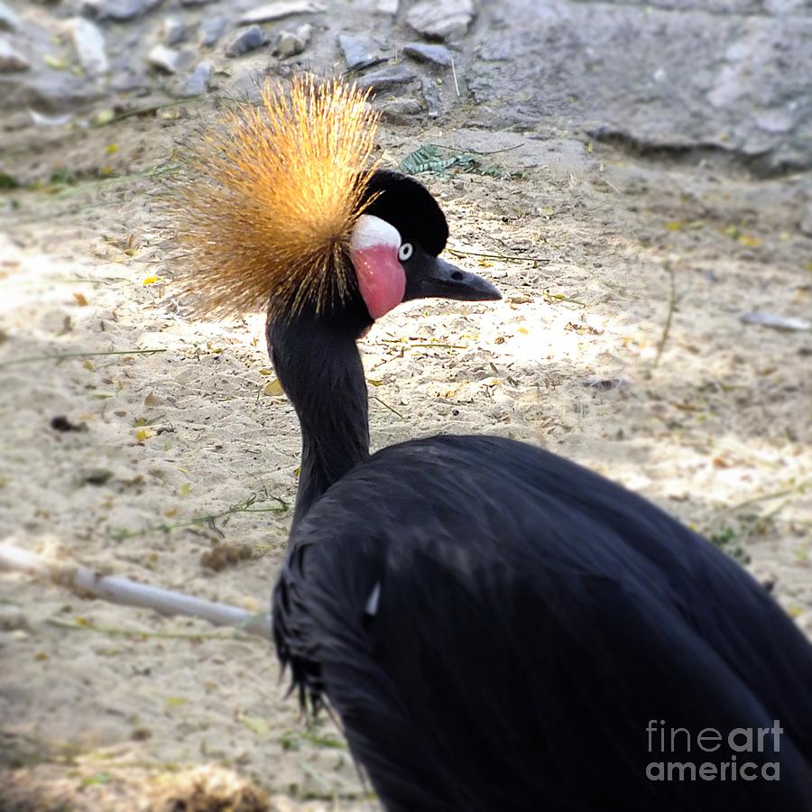 African Black Crowned Crane Photograph by Scott Cameron