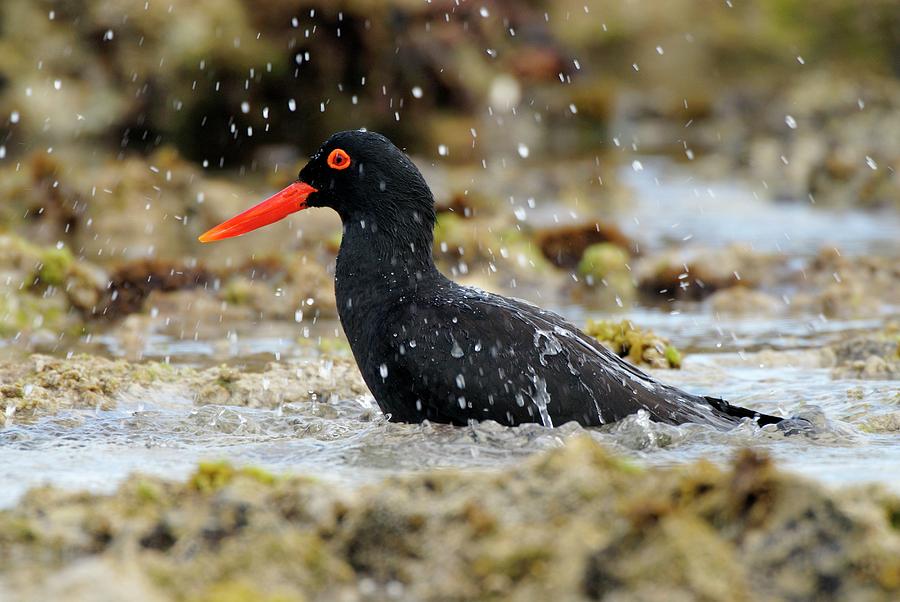 African Black Oystercatcher Photograph by Peter Chadwick/science Photo Library