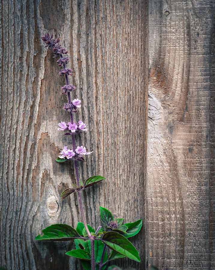 African Blue Basil Against Barn Wall Photograph by Ronda Broatch