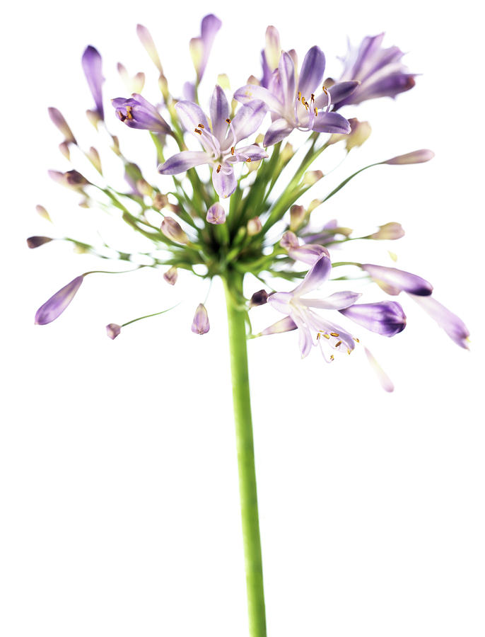 African Blue Lily (agapanthus Sp.) Photograph by Derek Lomas / Science ...