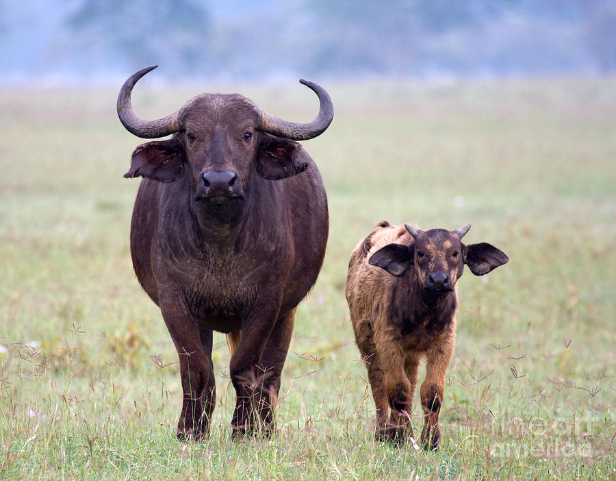 African Buffalo and Calf Photograph by Chris Scroggins