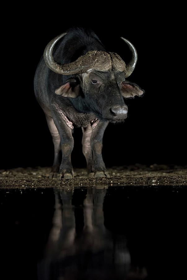 Animal Photograph - African Buffalo At A Waterhole At Night by Tony Camacho/science Photo Library
