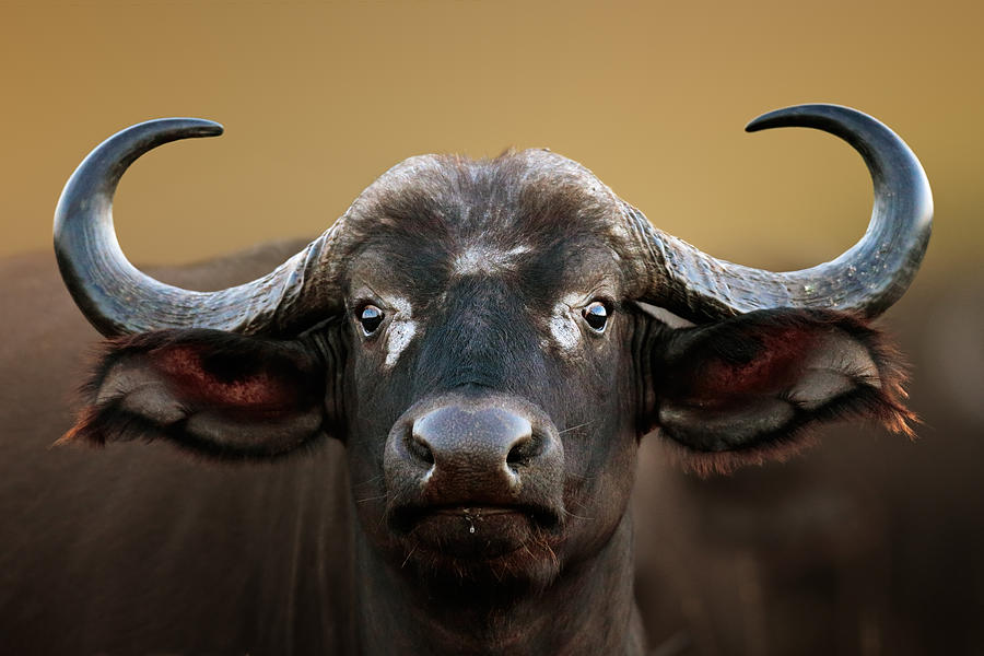 African buffalo Cow Portrait Photograph by Johan Swanepoel