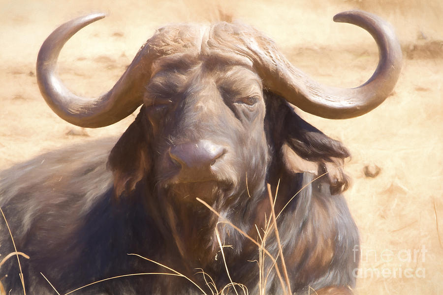 African Buffalo  Photograph by Douglas Barnard