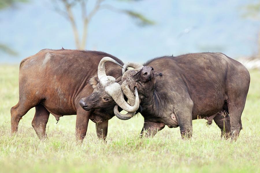 Animal Photograph - African Buffalo Fighting by Peter Chadwick/science Photo Library
