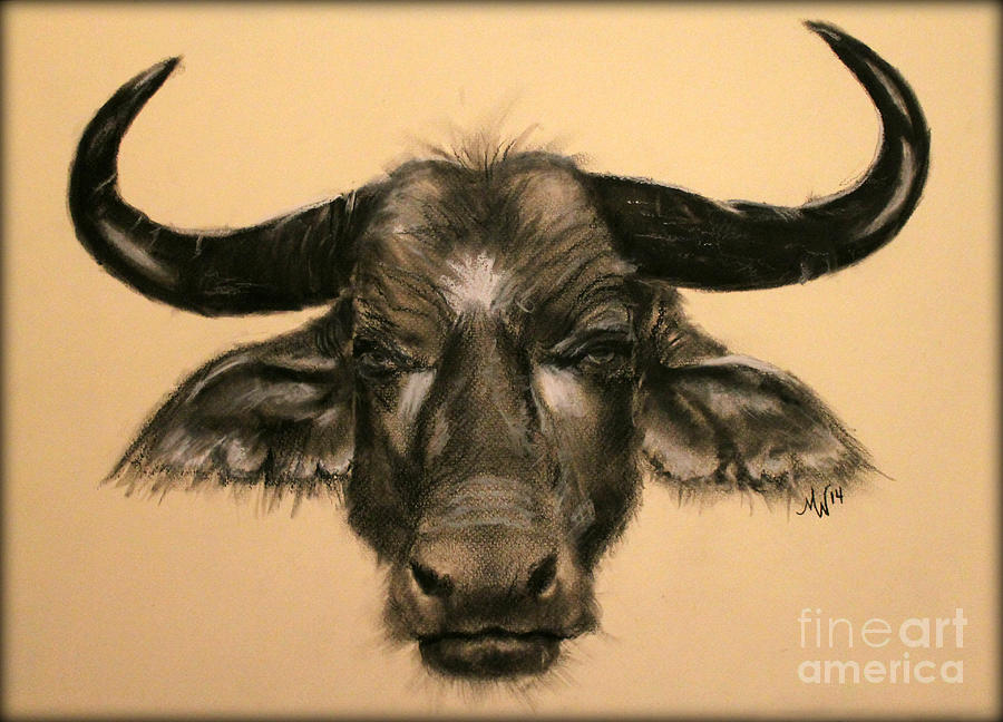 Bison Drawing - African Buffalo by Michelle Wolff