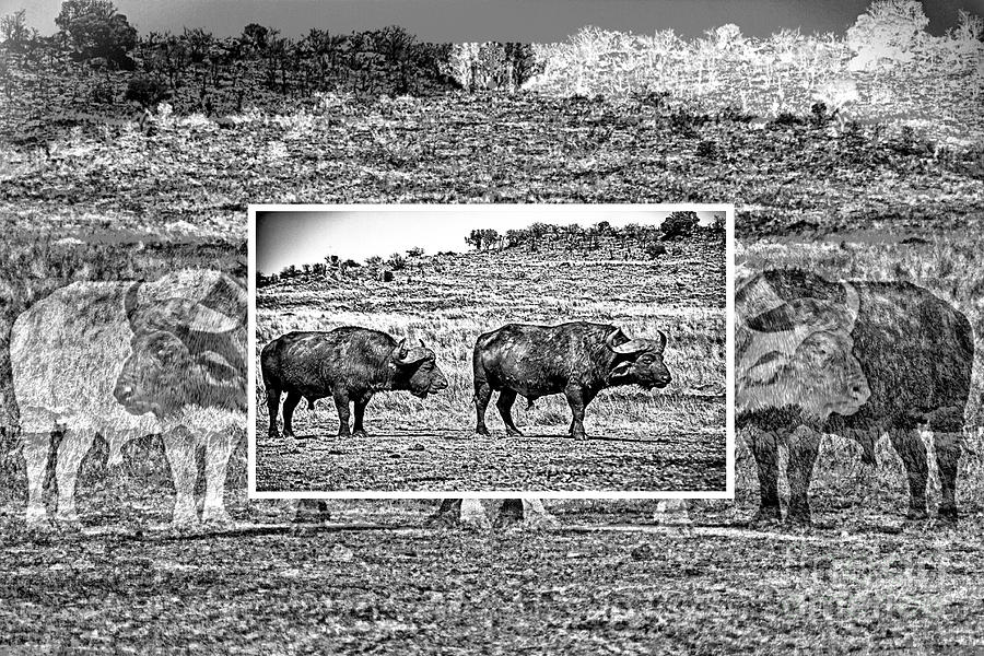 African Buffalo-Modern Photograph by Douglas Barnard