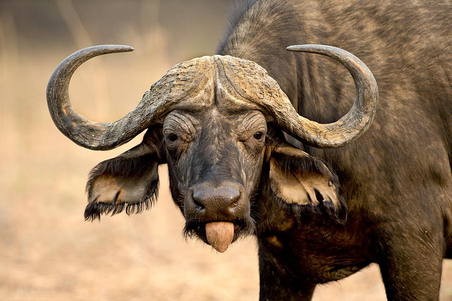 African buffalo Photograph by Science Photo Library - Fine Art America