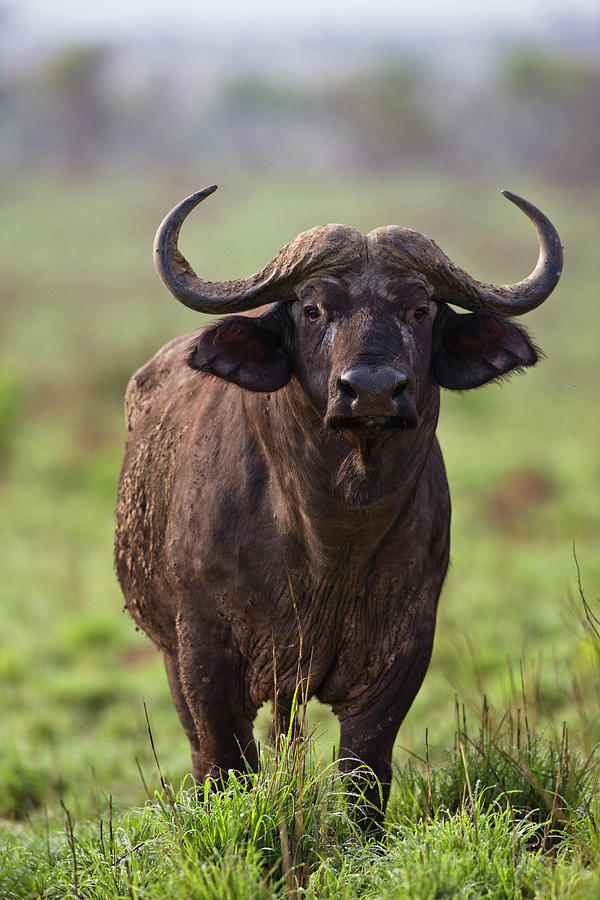 Murchison Falls National Park Photograph - African Buffalo (synercus Caffer by Martin Zwick
