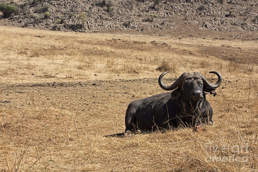 African Buffalo V2 Photograph by Douglas Barnard