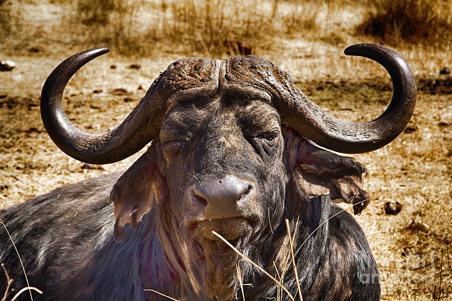 African Buffalo V3 Photograph by Douglas Barnard
