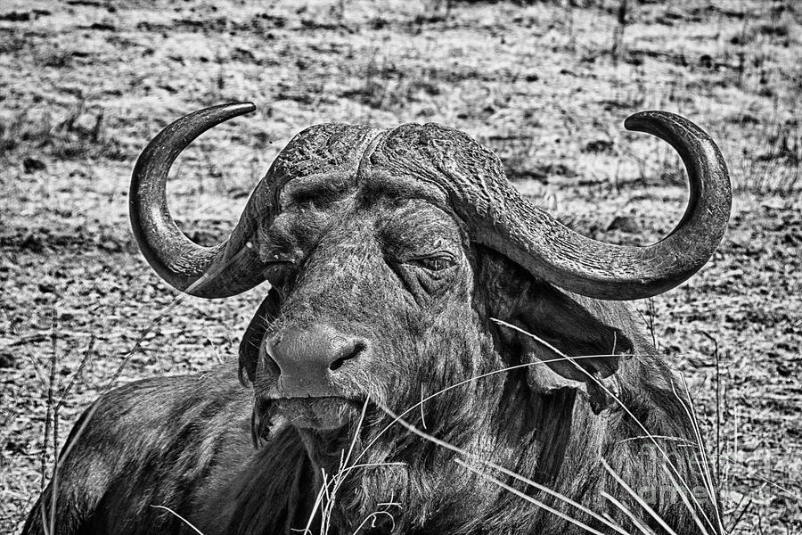 African Buffalo V4 Photograph by Douglas Barnard