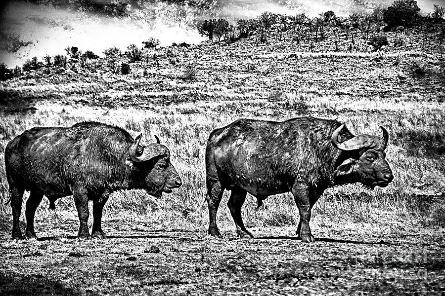 African Buffalo V5 Photograph by Douglas Barnard