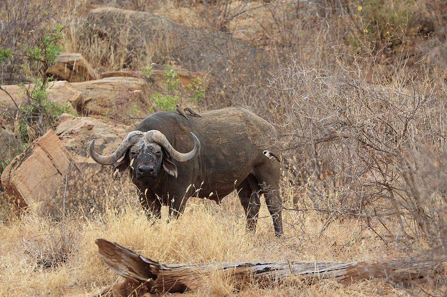 African Buffalo,tsavo National Park Photograph by Vincenzo Lombardo