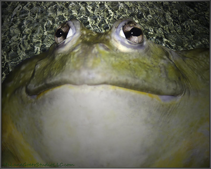 African Bull Frog Photograph