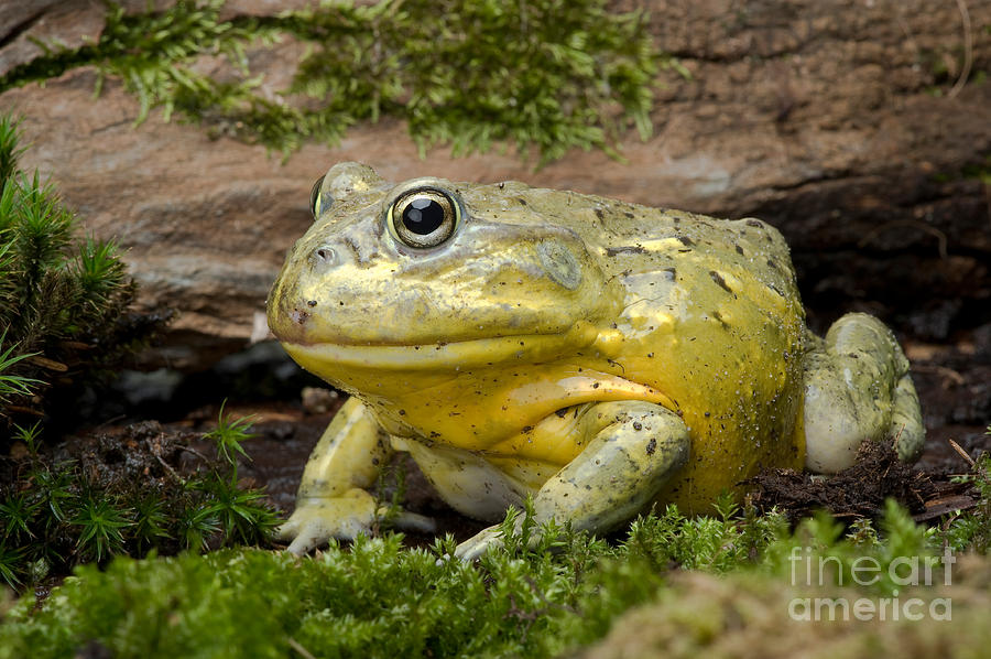 African Bullfrog Photograph by Frank Teigler