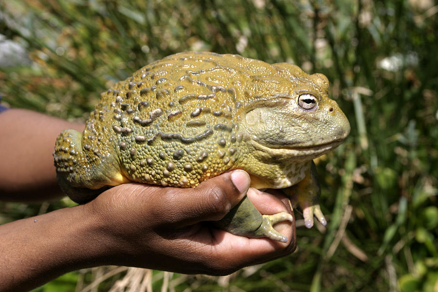 African Bullfrog Or Giant Pyxie Photograph by M. Watson - Fine Art