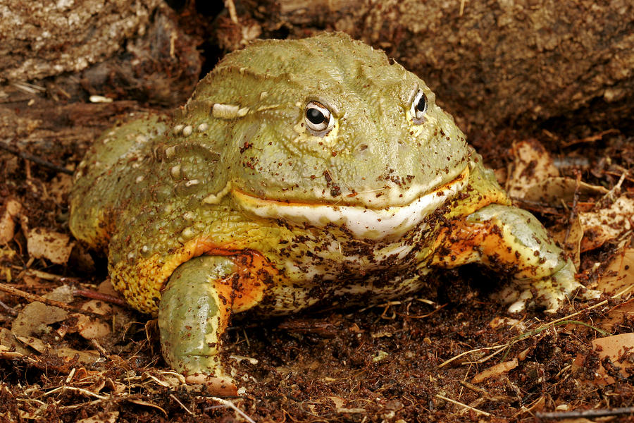 African Bullfrog. Pixie Frog Photograph by John Bell